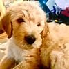 Beautiful F2 Goldendoodle Teddy Bear puppies and ready to go this weekend.