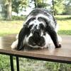 Petunia the mini lop rabbit
