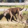 AKC Great Dane puppies expected early November will be ready for Christmas