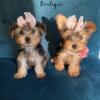 Pretty Yorkie Puppies