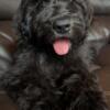 Doodle  F1B GoldenDoodle Boy  Non-Shedding!  Super loving!