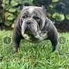Rehoming my exotic bully Juggernaut 4 years old dual registration papers in hand  For sale 3k