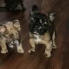 Fluffy female french Bulldog