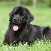 FEMALE adult Newfoundland