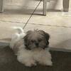 Shitzu puppy female