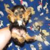 Yorkie puppies (ready now)