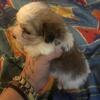 Gorgeous maltipoo male