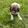 German shorthaired pointers