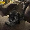 Miniature schnauzer