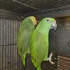 Young Amazon Pair