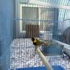 Cuban Melodious Finch-Tomeguin del Pinar- Finch