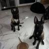 Belgian malinois pups ($1000 for both)