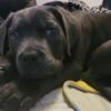 Purebred blue Cane corso puppies ready for forever home