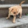 Male chihuahua for sale