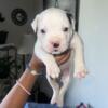 American Bulldog puppies for Sale