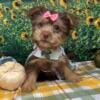 Dolce - Tiny Shorkie Puppy - Chocolate - Yorkie/Shih Tzu Designer Breed - Ready to Go - Hypoallergenic