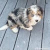 Mini Bernedoodle Puppies - Male * Female -