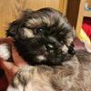 CKC male shihtzu