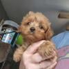 Cockapoo males and females available