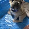 10week old French bull dogs
