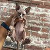 Female Sphynx kittenSOLD