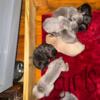 Akc/Iccf cane Corso puppies