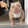 Kobe grandson READY TO STUD***