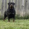 Rottweiler puppies Russian /German