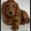 F1 petite Goldendoodles 20-30lb