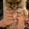 Purebred Pomeranians litter born 97/2024