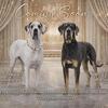 Great dane puppies