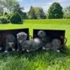 Beautiful Scottish fold kittens