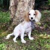 Cavapoo puppies