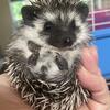 Hedgehog 