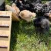 Chicks Satin Bantams