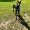 AKC registered Doberman Puppies waiting list