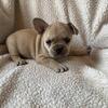 French bulldog male and female