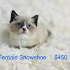 Beautiful Snowshoe Female