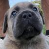 Cane Corso Pups AKC, ICCF