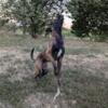 Malinois puppies KNPV line