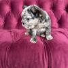 French Bulldog puppy