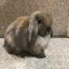 Cute Holland Lop Doe