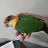 Baby Caique Beautiful