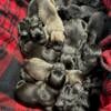 Great Dane Puppies For Sale!