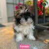 Shih Tzu Pomeranian babies shi-pom