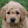 Goldendoodle Puppies! Med/Standard size! Health-tested parents! GANA Gold Level! Apricot