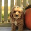 Introducing Duke, the adorable Cockapoo puppy born on July 30th 2024!