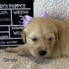 AKC Blonde/Medium Golden Retriever Puppies