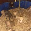 Pitbull terrier pups for sale $750