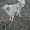 Great Pyrenees Livestock Guardians